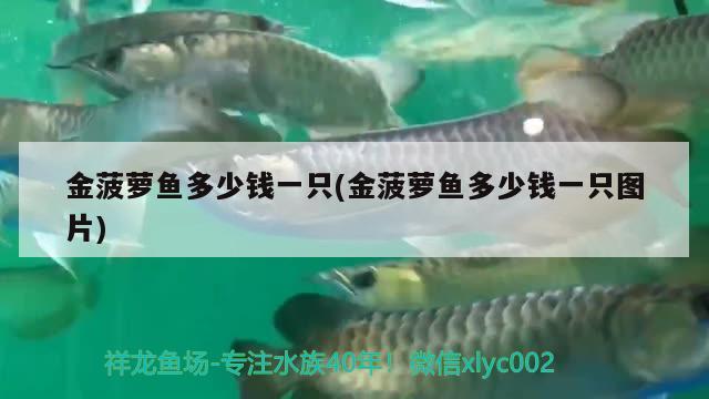 金菠蘿魚多少錢一只(金菠蘿魚多少錢一只圖片)