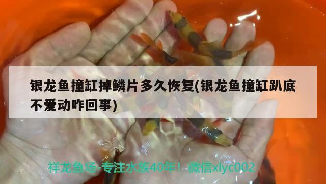 銀龍魚撞缸掉鱗片多久恢復(fù)(銀龍魚撞缸趴底不愛動咋回事) 銀龍魚