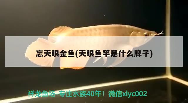 忘天眼金魚(天眼魚竿是什么牌子) 垂釣樂園