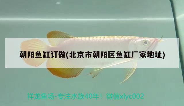 朝陽魚缸訂做(北京市朝陽區(qū)魚缸廠家地址) 大湖紅龍魚