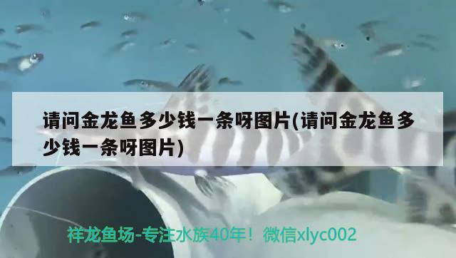 請問金龍魚多少錢一條呀圖片(請問金龍魚多少錢一條呀圖片) 祥龍超血紅龍魚