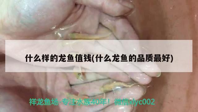 什么樣的龍魚值錢(什么龍魚的品質最好) 印尼小紅龍