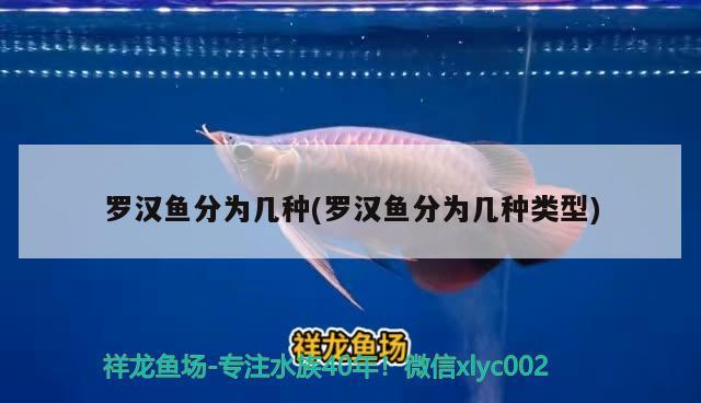 羅漢魚分為幾種(羅漢魚分為幾種類型)