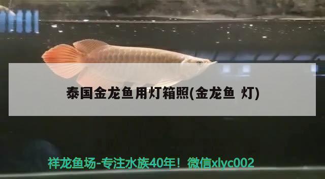 泰國金龍魚用燈箱照(金龍魚燈)