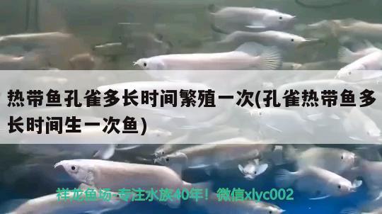 熱帶魚孔雀多長時(shí)間繁殖一次(孔雀熱帶魚多長時(shí)間生一次魚)