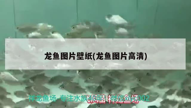 龍魚圖片壁紙(龍魚圖片高清) 觀賞魚