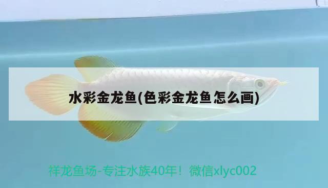 水彩金龍魚(色彩金龍魚怎么畫)