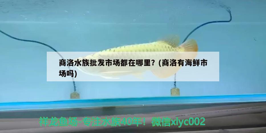 商洛水族批發(fā)市場(chǎng)都在哪里？(商洛有海鮮市場(chǎng)嗎)