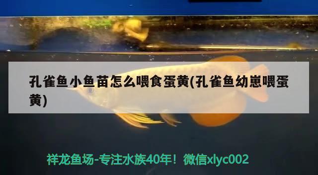 孔雀魚小魚苗怎么喂食蛋黃(孔雀魚幼崽喂蛋黃) 觀賞魚