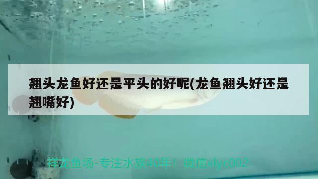 翹頭龍魚(yú)好還是平頭的好呢(龍魚(yú)翹頭好還是翹嘴好)