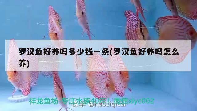 羅漢魚(yú)好養(yǎng)嗎多少錢(qián)一條(羅漢魚(yú)好養(yǎng)嗎怎么養(yǎng)) 羅漢魚(yú)