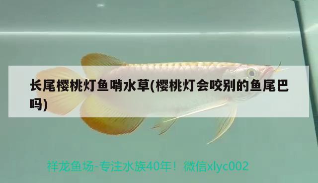 長(zhǎng)尾櫻桃燈魚啃水草(櫻桃燈會(huì)咬別的魚尾巴嗎)