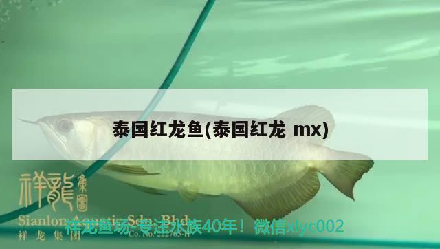 泰國紅龍魚(泰國紅龍mx) 進(jìn)口元寶鳳凰魚