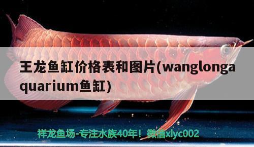 王龍魚缸價(jià)格表和圖片(wanglongaquarium魚缸) 白子銀版魚苗