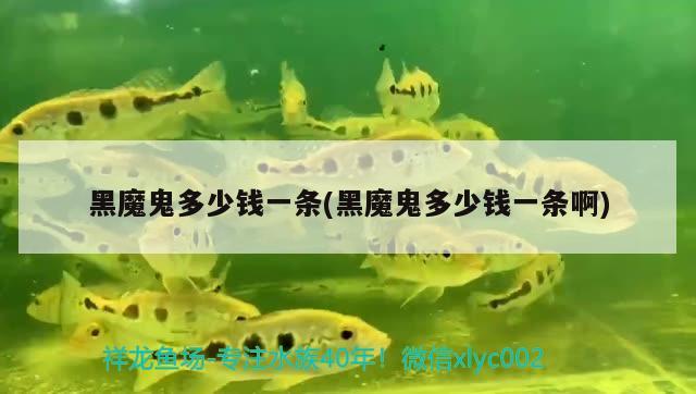 黑魔鬼多少錢一條(黑魔鬼多少錢一條啊) 觀賞魚(yú)