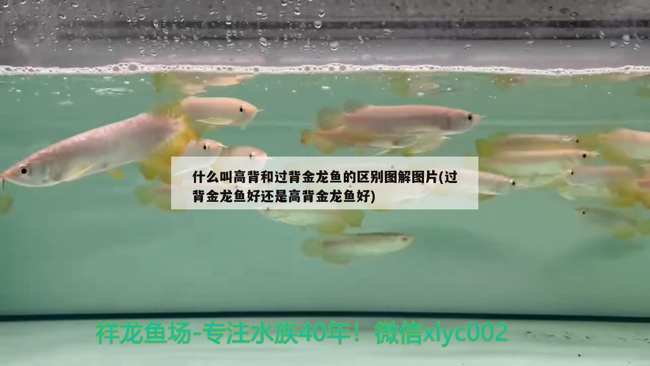 什么叫高背和過背金龍魚的區(qū)別圖解圖片(過背金龍魚好還是高背金龍魚好) 高背金龍魚