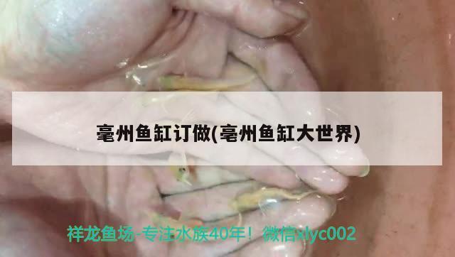 毫州魚缸訂做(亳州魚缸大世界)