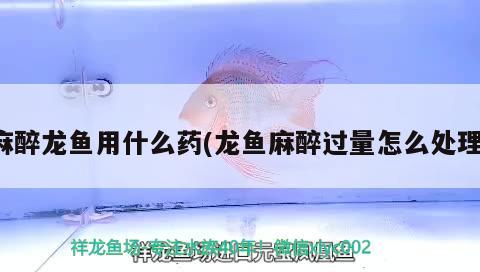 麻醉龍魚用什么藥(龍魚麻醉過量怎么處理) 龍魚麻藥（祥龍Nika）