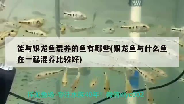 能與銀龍魚混養(yǎng)的魚有哪些(銀龍魚與什么魚在一起混養(yǎng)比較好) 銀龍魚