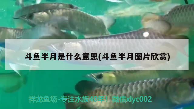 斗魚(yú)半月是什么意思(斗魚(yú)半月圖片欣賞)