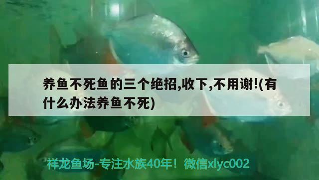 養(yǎng)魚(yú)不死魚(yú)的三個(gè)絕招,收下,不用謝!(有什么辦法養(yǎng)魚(yú)不死)