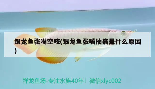 銀龍魚張嘴空咬(銀龍魚張嘴抽搐是什么原因)