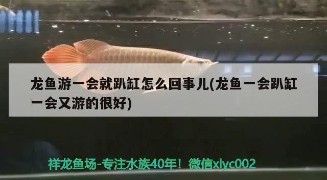 龍魚游一會就趴缸怎么回事兒(龍魚一會趴缸一會又游的很好)