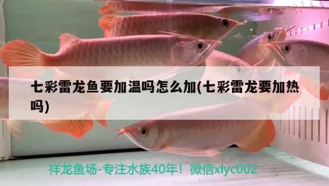 七彩雷龍魚要加溫嗎怎么加(七彩雷龍要加熱嗎) 速倍妥魚糧魚藥