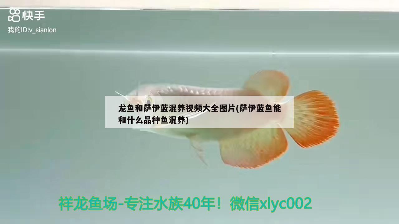 龍魚和薩伊藍(lán)混養(yǎng)視頻大全圖片(薩伊藍(lán)魚能和什么品種魚混養(yǎng)) 薩伊藍(lán)魚