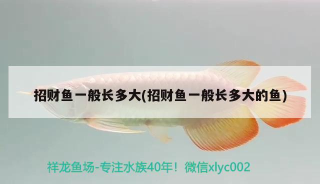 招財(cái)魚一般長多大(招財(cái)魚一般長多大的魚) 觀賞魚