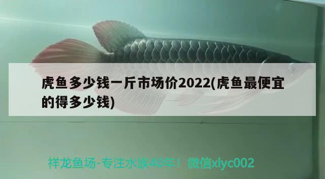 虎魚多少錢一斤市場價2022(虎魚最便宜的得多少錢) 虎魚百科