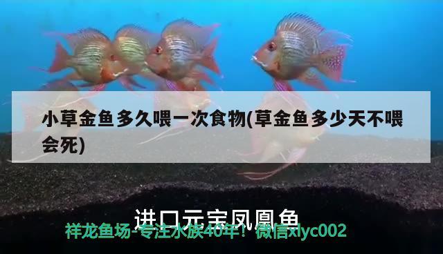 小草金魚多久喂一次食物(草金魚多少天不喂會死)