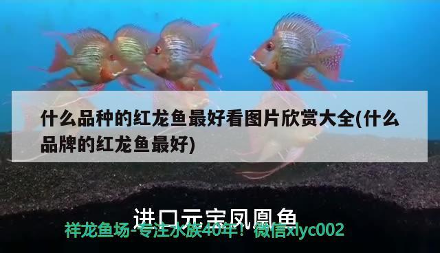 什么品種的紅龍魚最好看圖片欣賞大全(什么品牌的紅龍魚最好)