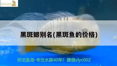 黑斑鯽別名(黑斑魚(yú)的價(jià)格)