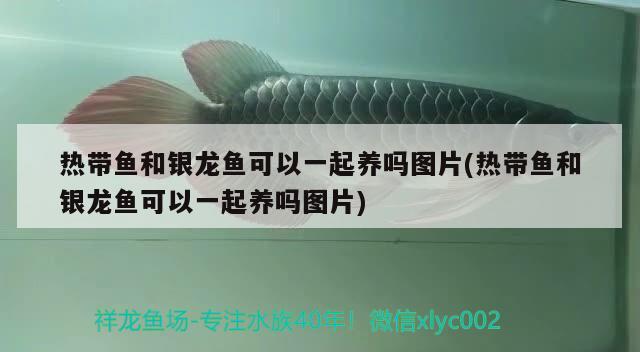 熱帶魚和銀龍魚可以一起養(yǎng)嗎圖片(熱帶魚和銀龍魚可以一起養(yǎng)嗎圖片) 銀龍魚百科