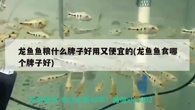 龍魚魚糧什么牌子好用又便宜的(龍魚魚食哪個牌子好) 觀賞魚市場