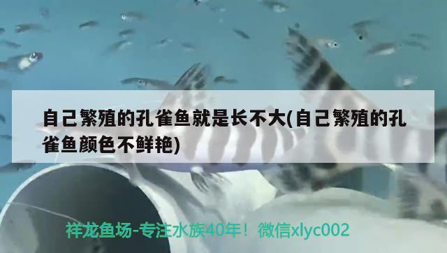 自己繁殖的孔雀魚(yú)就是長(zhǎng)不大(自己繁殖的孔雀魚(yú)顏色不鮮艷)