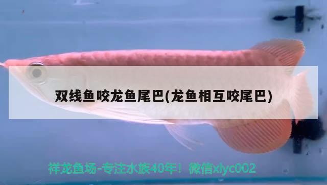 雙線魚咬龍魚尾巴(龍魚相互咬尾巴)