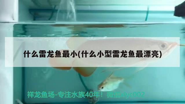 什么雷龍魚最小(什么小型雷龍魚最漂亮) 斑馬鴨嘴魚苗