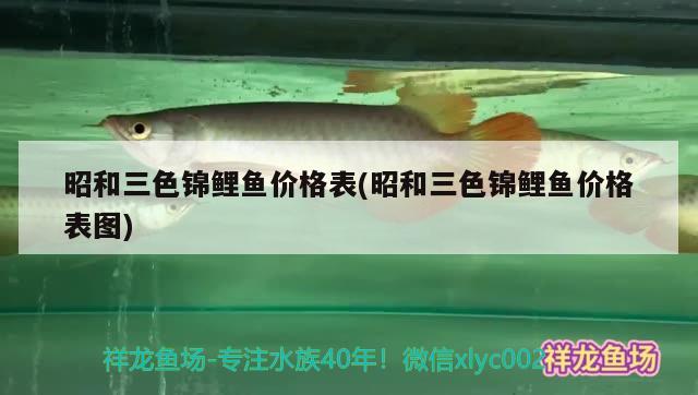 昭和三色錦鯉魚價格表(昭和三色錦鯉魚價格表圖)