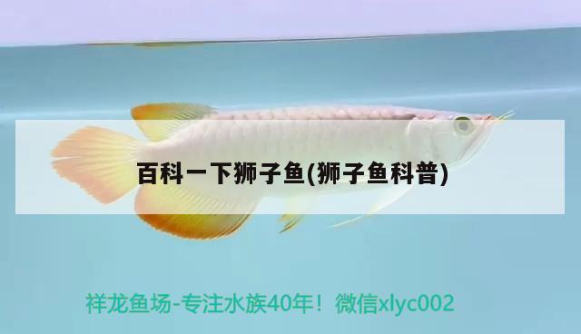 百科一下獅子魚(獅子魚科普) 觀賞魚