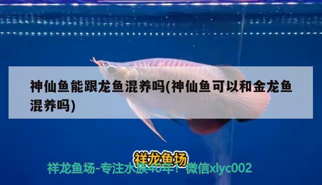 神仙魚(yú)能跟龍魚(yú)混養(yǎng)嗎(神仙魚(yú)可以和金龍魚(yú)混養(yǎng)嗎) 黑桃A魚(yú)