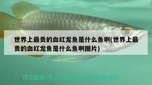 世界上最貴的血紅龍魚(yú)是什么魚(yú)啊(世界上最貴的血紅龍魚(yú)是什么魚(yú)啊圖片)