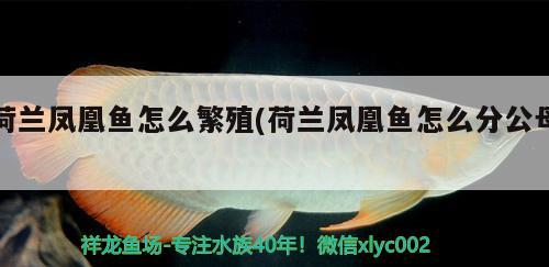 荷蘭鳳凰魚怎么繁殖(荷蘭鳳凰魚怎么分公母) 觀賞魚