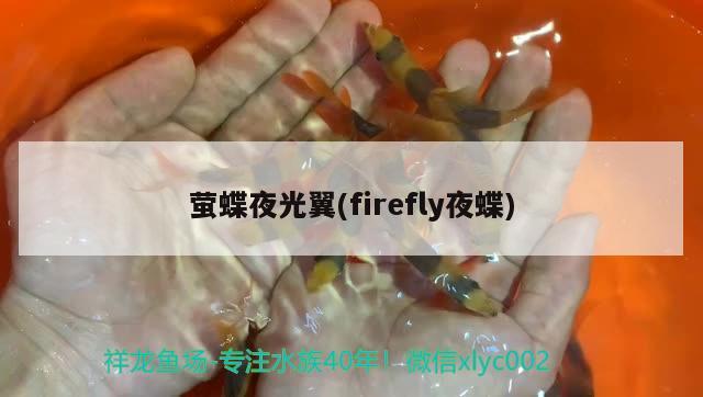 螢蝶夜光翼(firefly夜蝶) 觀賞魚