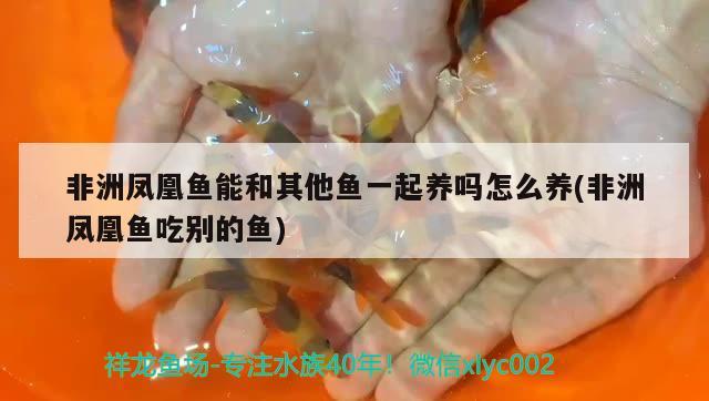 非洲鳳凰魚能和其他魚一起養(yǎng)嗎怎么養(yǎng)(非洲鳳凰魚吃別的魚)