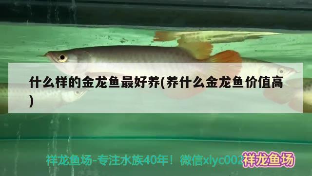 什么樣的金龍魚最好養(yǎng)(養(yǎng)什么金龍魚價值高)