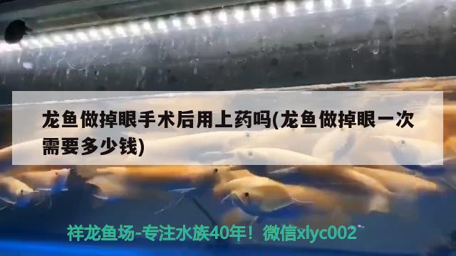 龍魚做掉眼手術后用上藥嗎(龍魚做掉眼一次需要多少錢) 女王大帆魚苗