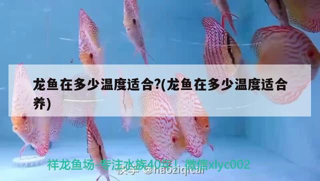 龍魚在多少溫度適合?(龍魚在多少溫度適合養(yǎng))