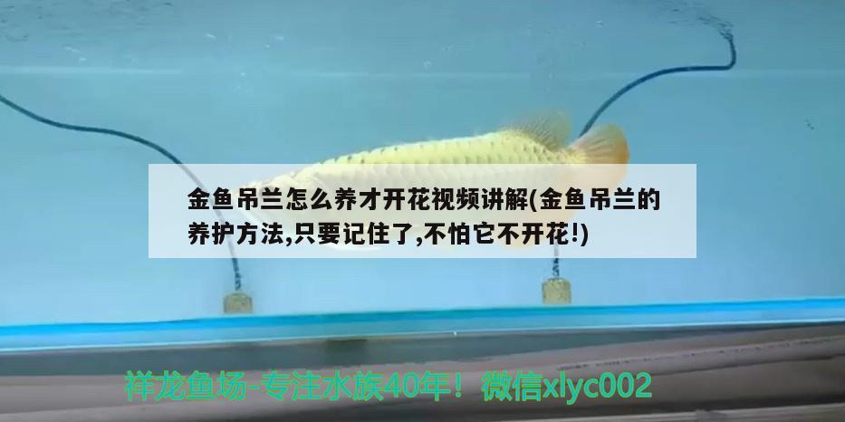 金魚吊蘭怎么養(yǎng)才開花視頻講解(金魚吊蘭的養(yǎng)護(hù)方法,只要記住了,不怕它不開花!) 觀賞魚